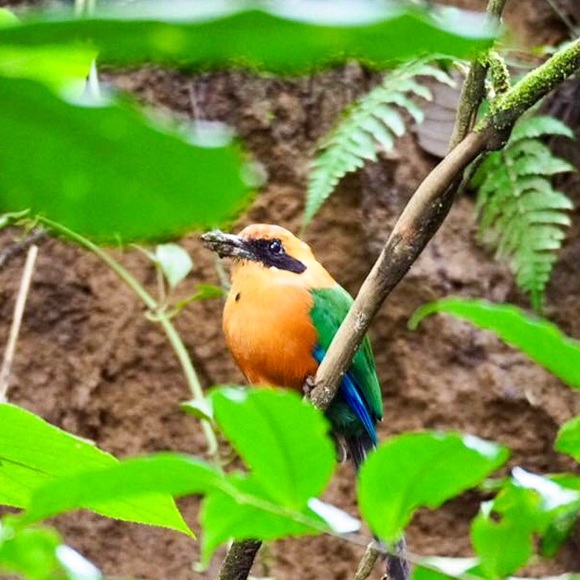 Meet your Posher, Cabiria - Picture 1 of 1